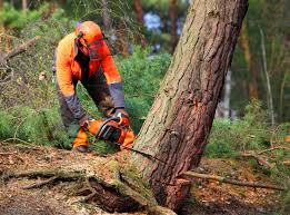 Murrysville, PA Tree Services Company